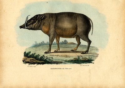 Babirusa da Raimundo Petraroja